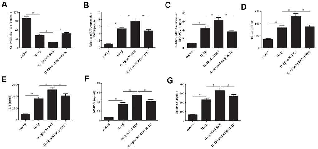 Inhibition of NF-κB partially reversed the si-NLRC5-mediated promotion of IL-1β-induced inflammatory injury in chondrocytes. Chondrocytes were treated with PDTC (5 ;μM) to prevent the activation of NF-κB signaling pathway. (A) Cell viability of chondrocytes was detected using MTT assay. (B, C) The mRNA levels of iNOS and COX-2 were measured using RT-PCR. (D–G) The production of TNF-α, IL-6, MMP-3/13 in chondrocytes. *p 