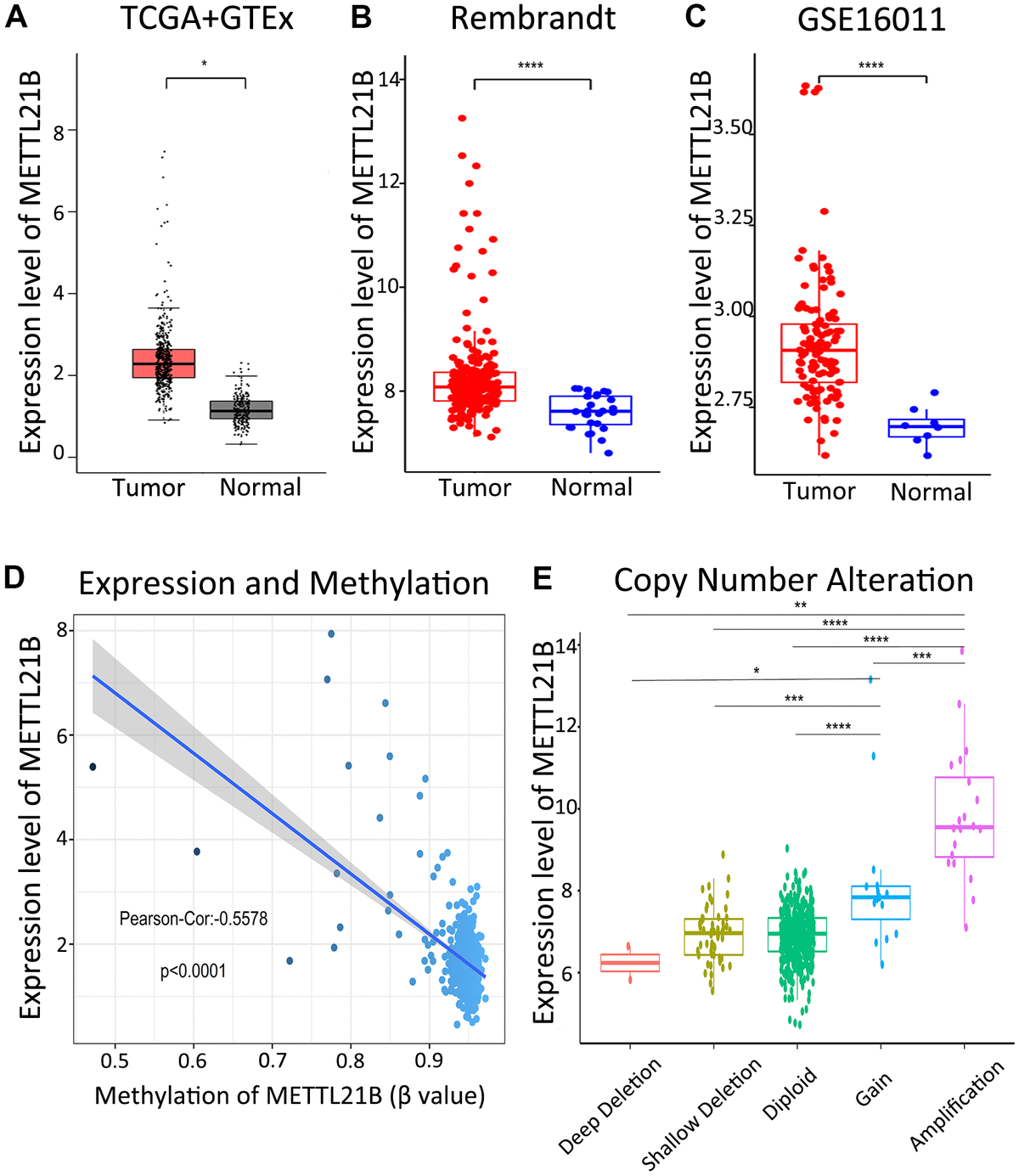 Expression of METTL21B in LGG. The expression differences of METTL21B between LGG tissues and normal samples in TCGA+GTEx (A), Rembrandt (B) and GSE16011 (C) dataset; (D) The correlation between expression and methylation of METTL21B. (E) Copy number gain/amplification of METTL21B markedly increased the mRNA expression. *P