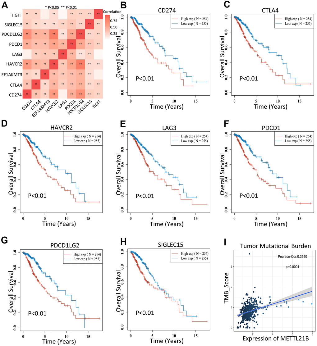 METTL21B is correlated with immune checkpoints and tumor mutation burden. (A) Correlation between expression of 8 immune checkpoints and METTL21B. The effects of CD274 (B), CTLA4 (C), HAVCR2 (D), LAG3 (E), PDCD1 (F), PDCD1LG2 (G) and SIGLEC15 (H) on prognosis of patients with LGG. (I) The correlation between expression of METTL21B and tumor mutation burden in LGG.