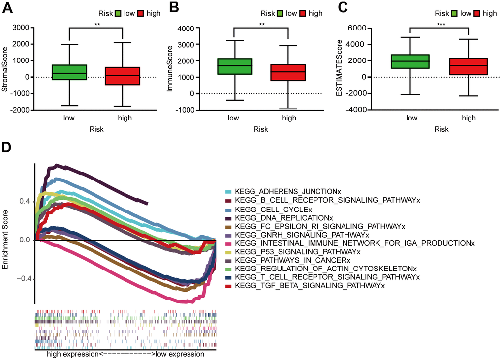 Assessment of TME and GSEA of high- and low-risk patients. (A–C) Column diagrams show that the high-risk group had significantly lower StromalScore (A), ImmuneScore (B), and ESTIMATEScore (C) than the low-risk group. (D) GSEA results reveal that intestinal immune network for IgA production and the T and B cell receptor signaling pathway were enriched in the low-risk groups. In the high-risk groups, cell cycle, P53 signaling, DNA replication, adherens junction, actin cytoskeleton regulation, pathways in cancer, and TGF-β signaling pathways were active relatively.