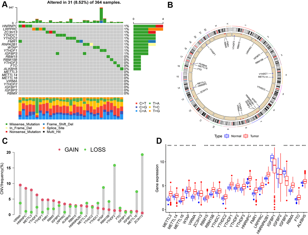 Landscape of genetic variation of m6A regulators in hepatocellular carcinoma (HCC). (A) Genetic alteration on a query of m6A regulators. (B) The position of the CNV alteration of the m6A regulators on 23 chromosomes from the TCGA-LIHC cohort. (C) The CNV variation frequency of m6A regulators. Red dots represent CNV amplification, while green dots represent CNV deletion. Compared to the other m6A regulators, ZC3H13, YTHDF2 and WTAP had a higher frequency of CNV deletion, while VIRMA, HNRNPC and METTL3 had a higher frequency of CNV amplification. (D) The gene expression levels of 23 m6A regulators in HCC (*, P 