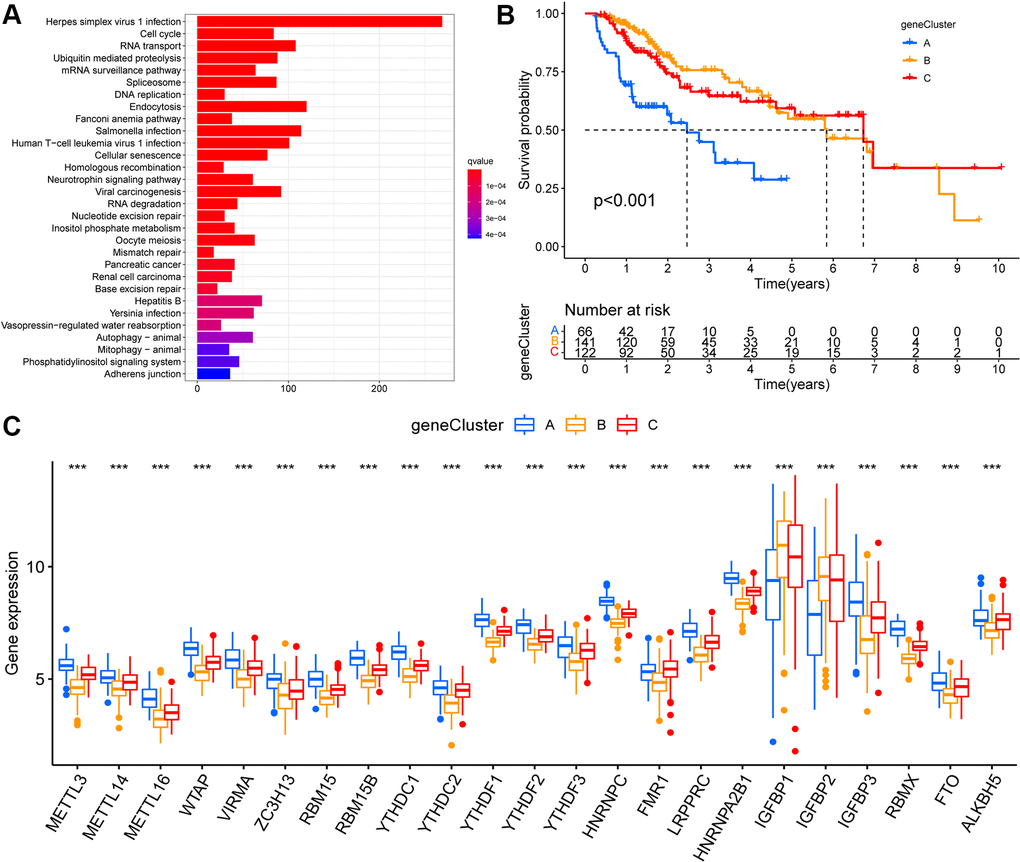Identification of m6A modification genomic phenotypes in hepatocellular carcinoma. (A) Biological pathway of differentially expressed genes (DEGs) for the m6A modification patterns. (B) The overall survival of m6A modification genomic phenotypes using Kaplan–Meier curves. (C) The gene expression levels of 23 m6A regulators in three m6A modification genomic phenotypes (*, P 