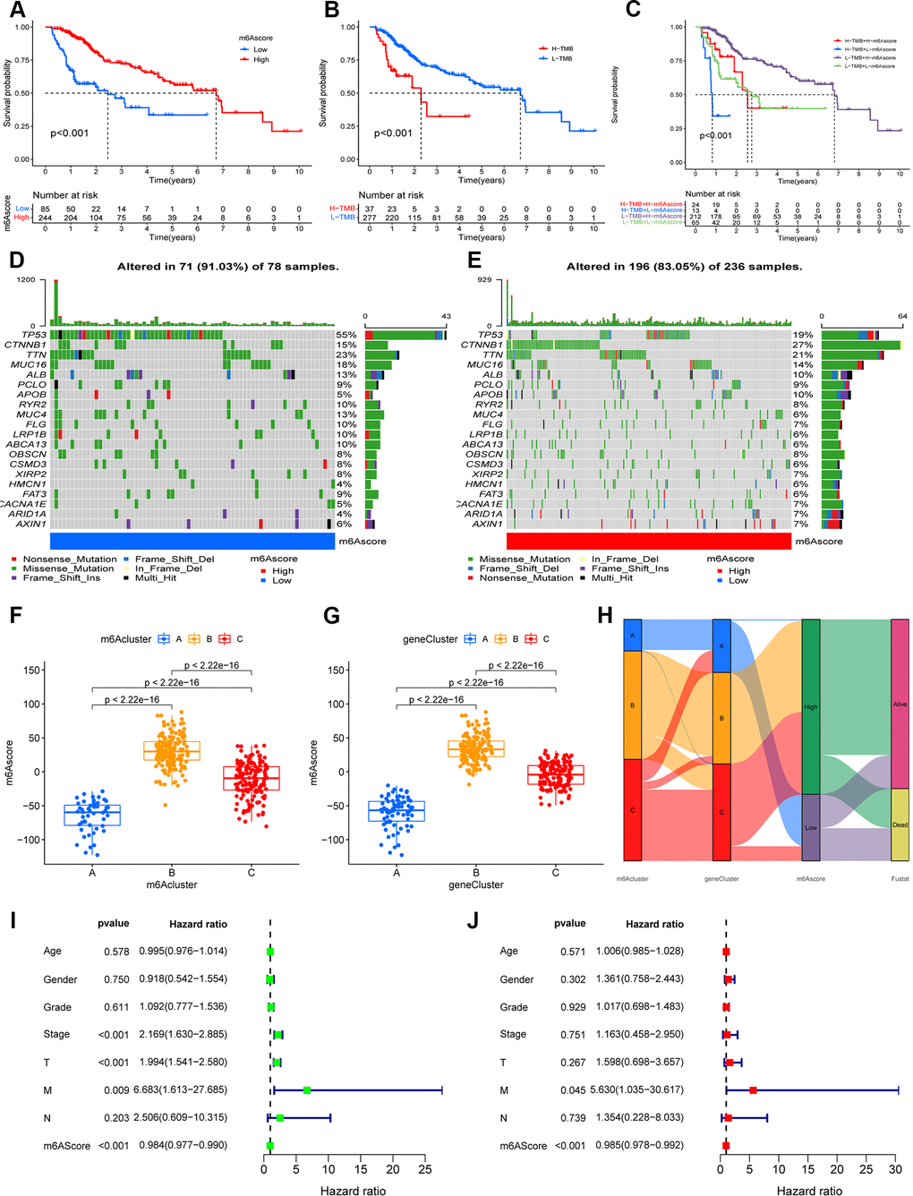 Construction the m6A-scoring signature. (A) The overall survival of m6A-scoring signature using Kaplan–Meier in Log-rank test. (B) The overall survival of low and high tumor mutation burden (TMB) score groups using Kaplan–Meier in Log-rank test. (C) The overall survival of the patients stratified by both the m6A-scoring signature and TMB using Kaplan–Meier curves. Mutation spectrum of the low (D) and high (E) m6A score groups. (F) Differences in m6A score group among three m6A methylation modification patterns (m6Acluster) (P G) Differences in m6A score group among three m6A modification genomic phenotypes (geneCluster) (P H) Alluvial diagram showing the changes of m6A methylation modification patterns (m6Acluster), m6A modification genomic phenotypes (geneCluster), m6Ascore, and survival status (Fustat). (I) Univariate COX analysis for the m6A-scoring signature. (J) Multivariate COX analysis for the m6A-scoring signature.