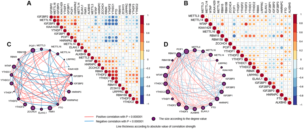 Interaction among m6A RNA methylation regulators. (A, B) Spearman correlation analysis of the 26 m6A methylation regulators in brain (A) and blood (B) samples. Positive correlation was marked with red and negative correlation with blue. (C, D) The interaction between the 26 m6A methylation regulators by constructing PPI network in brain (C) and blood (D) samples, respectively. The circle size was determined by the degree value. The lines linking regulators showed their interactions, and thickness showed the correlation strength between regulators. Positive correlation was marked with red and negative correlation with blue.