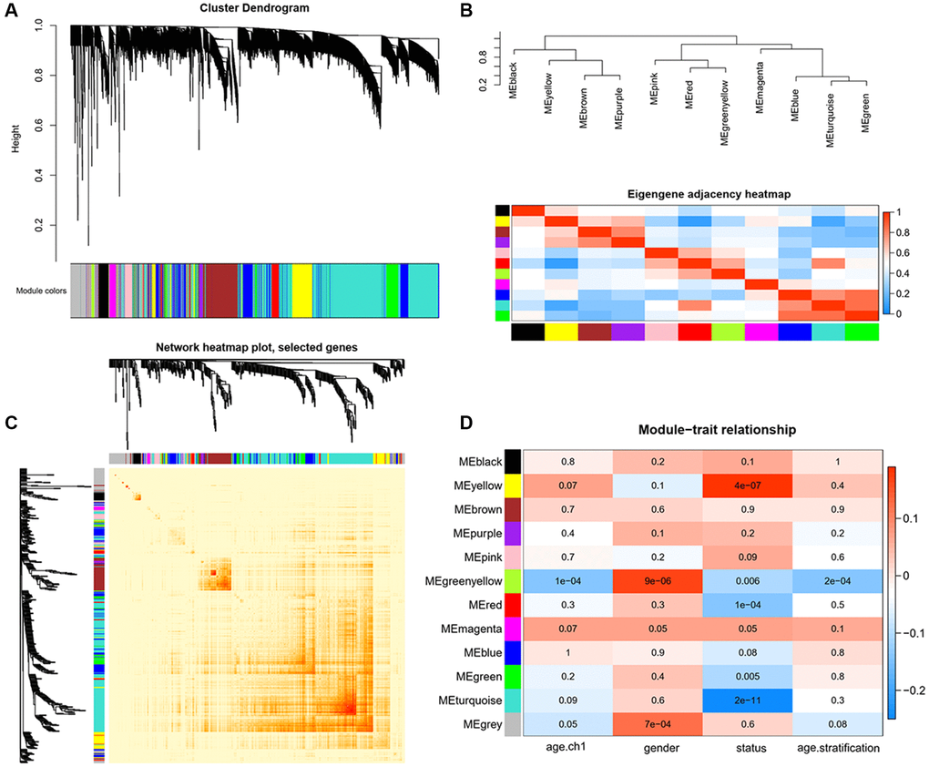 Identification of key modules correlated with clinical traits by WGCNA. (A) Cluster dendrograms of all genes, with dissimilarity based on topological overlap, and then various module colors were assigned. (B) The upper panel displays the hierarchical clustering dendrogram of hub genes that summarize the analyzed modules and branches of the dendrogram group with eigengenes are closely correlated. The lower panel shows the eigengene adjacency heatmap, with the trait weight included. The darker red color represents higher adjacency, while darker blue color represents low adjacency. (C) Heatmap plot of Topological Overlap Matrix (TOM) among selected genes. Each module corresponds to a branch in the hierarchical clustering dendrogram. Modules demonstrate more saturated yellow or even red colors indicate higher co-expression interconnection. Genes locate at the tip of each branch indicate highest interconnection with the rest of the genes in the module. (D) Heatmap of the associations between module eigengenes and clinical traits. Each row and column correspond to a module eigengene or a clinical trait. The plot is colored by corresponding correlation according to the legend, and each cell contains the corresponding P-value. The red color represents positive correlation, while blue color represents negative correlation.