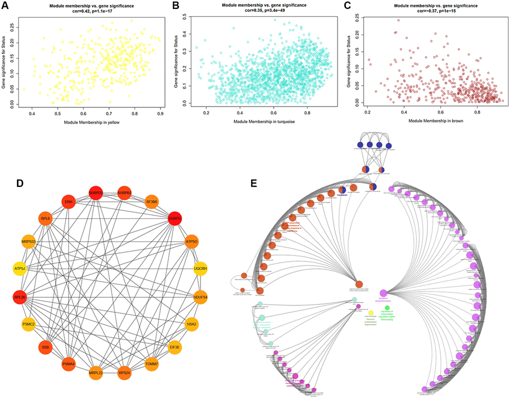 Identification of hub genes and functional annotation of the WGCNA module highly correlated with clinical traits. (A–C) Scatter plots of eigengenes in the representative modules yellow (A), turquoise (B), and brown (C), which have highly significant correlation between Gene Significance (GS) and Module Membership (MM). (D) PPI network of the top20 hub genes in the module turquoise. The circles with darker red represent higher gene rank. (E) Biological functional annotation of the top20 hub genes in the module turquoise by Geno Ontology (GO) enrichment analysis.