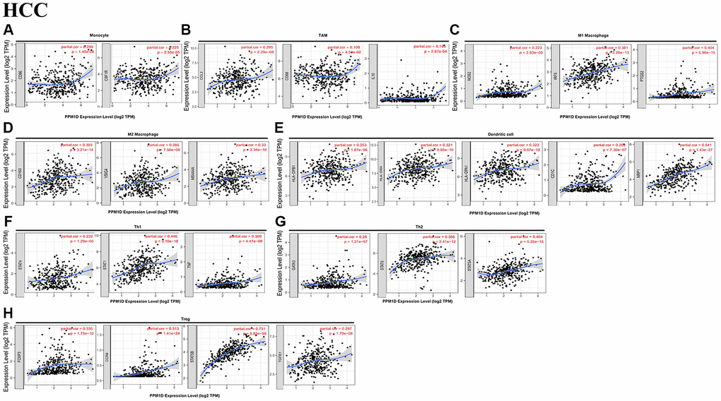 Correlation analysis of PPM1D mRNA expression and the expression of marker genes of infiltrating immune cells in HCC (A–H) using the TIMER database. (A–G) The scatter plots show correlation between PPM1D expression and the gene markers of (A) Monocytes (CD86 and CSF1R); (B) TAMs (CCL2, IL-10 and CD68); (C) M1 Macrophage (NOS2, IRF5 and PTGS2); (D)M2 Macrophage (CD163, VSIG4 and MS4A4A); (E) DCs (HLA-DPB1, HLA-DRA, HLA-DPA1, CD1C and NRP1); (F) Th1 cells (STAT4, STAT1 and TNF); (G) Th2 cells (GATA3, STAT6 and STAT5A) and (H) Tregs (FOXP3, CCR8, STAT5B and TGFB1) in HCC samples (n = 371). PPM1D gene was on the x-axis and the related marker genes were on the y-axis.