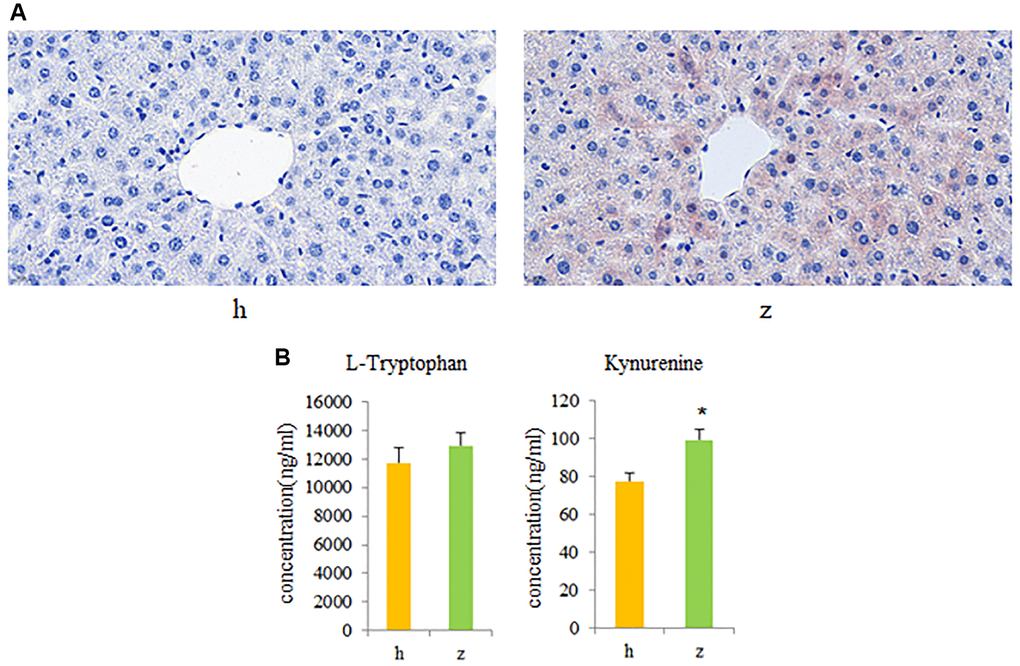 Fecal microbiota transplantation (FMT) findings. (A) Histopathological examination of liver tissue in GF mice colonized with gut microbiota from healthy controls or NHS patients (Oil Red O staining). (B) L-tryptophan and kynurenine quantification by UPLC-MS/MS. Data are mean ± SE; h: control group; z: NHS group; *P 