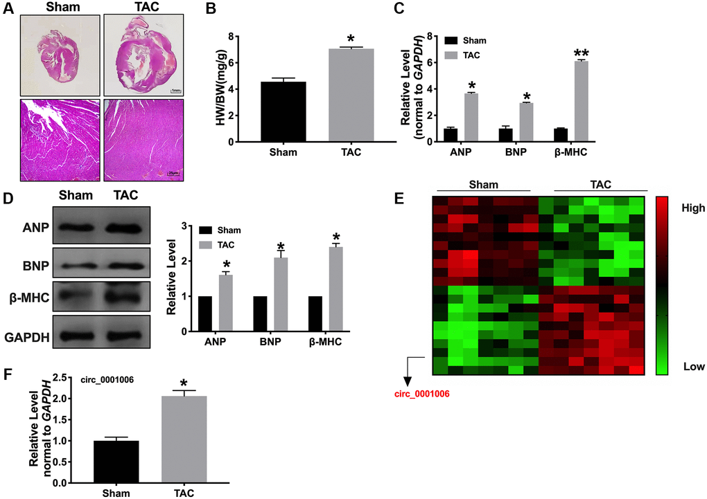 Upregulation of circ