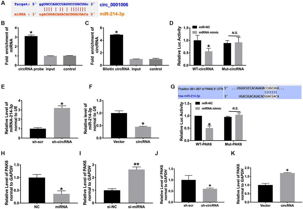 MiR-214-3p/PAK6 may be downstream of circ
