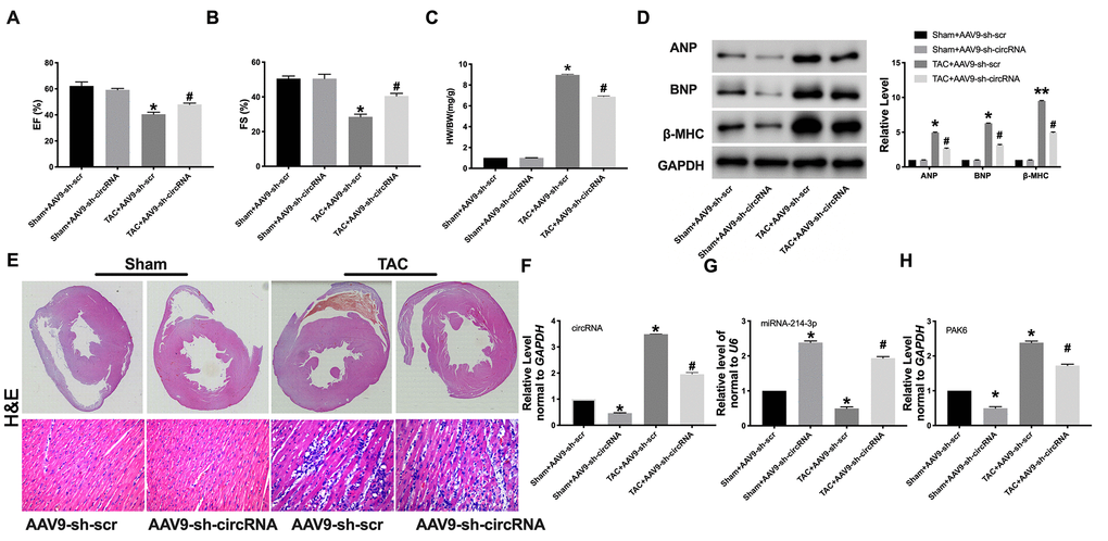 Knockdown of circRNA