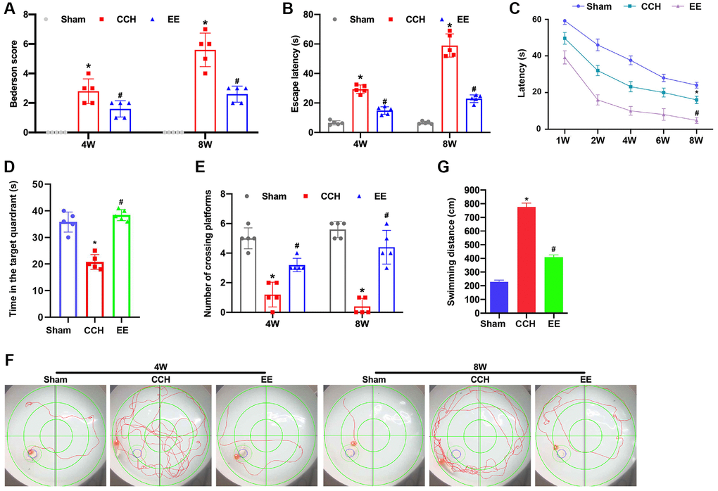 EE improves VCI in CCH rats. (A) Neurological impairment was measured by the Bederson scoring method. Memory performance was measured in the Morris water maze test. Neurological deficit scores. (B–G) Morris water maze test. The rats were put in the water randomly at any of the four quadrants. The incubation period in hidden platform is recorded as entering the water to climbing onto the platform. The training period is limited to one minute. If the rats could not find the hidden platform within one minute, it was recorded as 1 minute. After that, the rats were placed on the platform to rest for 1 minute to help them reposition the platform. The motion trajectories of rats were photographed and recorded by the system. The distance, duration, rest time, water intake times and water intake rate were statistically analyzed. The experiment was designed to assess the animals’ short-term memory and learning abilities. (B) The escape latency was shown. (C) The learning curve was shown. (D) The time in the target quadrants was shown. (E) The numbers of crossing platform were shown. (F) The swimming trajectories were shown. (G) The swimming distance was shown. *p #p N = 5. *p #p 