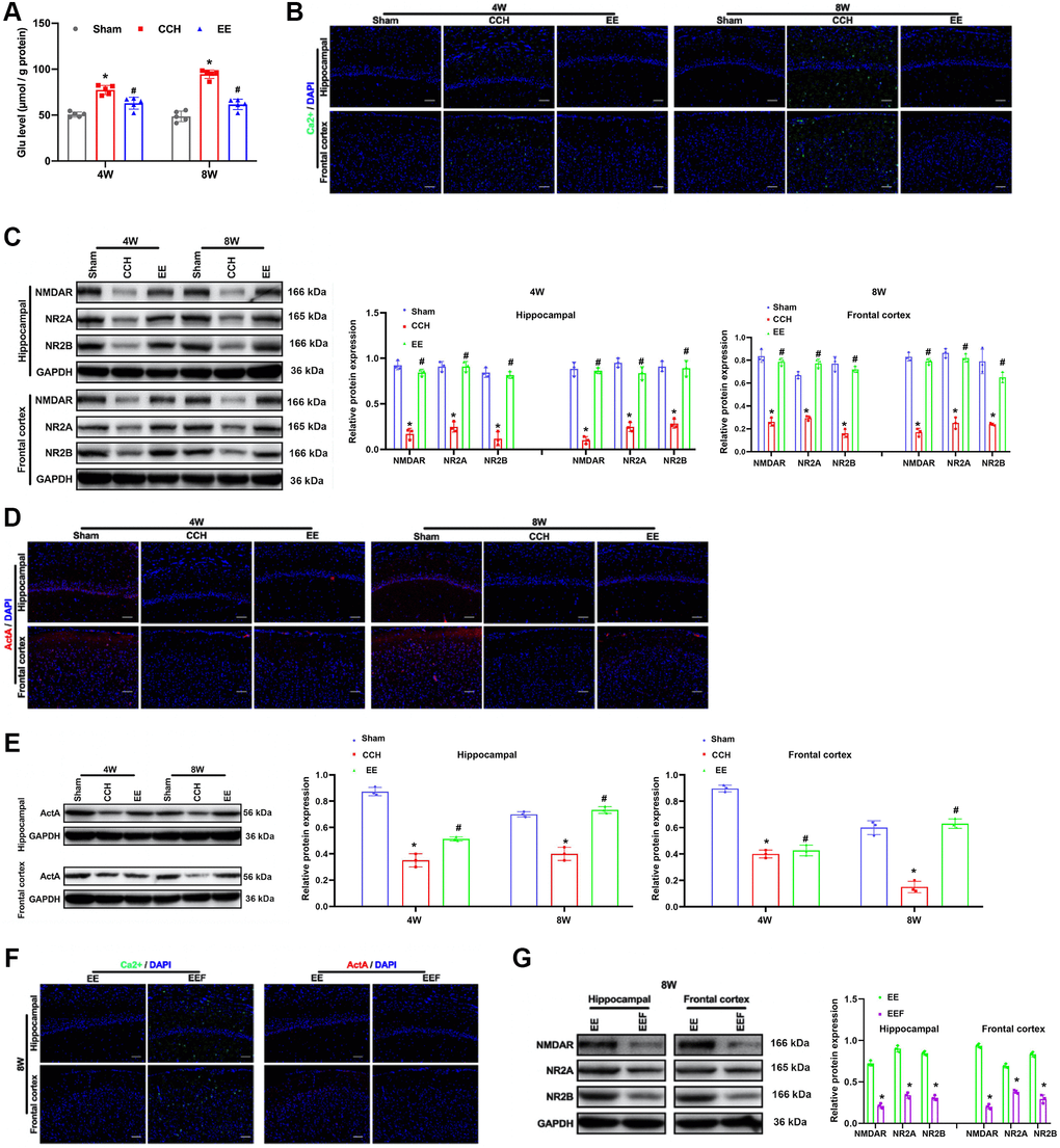 EE induces ActA to promotes Ca2+ influx in CCH rats. (A) Immunofluorescence staining and Western blot were used to detect the expression of cognitive-related proteins. Levels of L-glutamate (GLU). (B, C) The content of Ca2+ in the cerebral cortex and hippocampus. Levels of NMDAR, NR2A, NR2B. (D) The content of ActA in the cerebral cortex and hippocampus. (E–G) Levels of Act A. The content of Ca2+ and ActA block with FSH in the cerebral cortex and hippocampus. Levels of NMDAR, NR2A, NR2B block with FSH in the cerebral cortex and hippocampus. *p #p N = 5. *p #p 