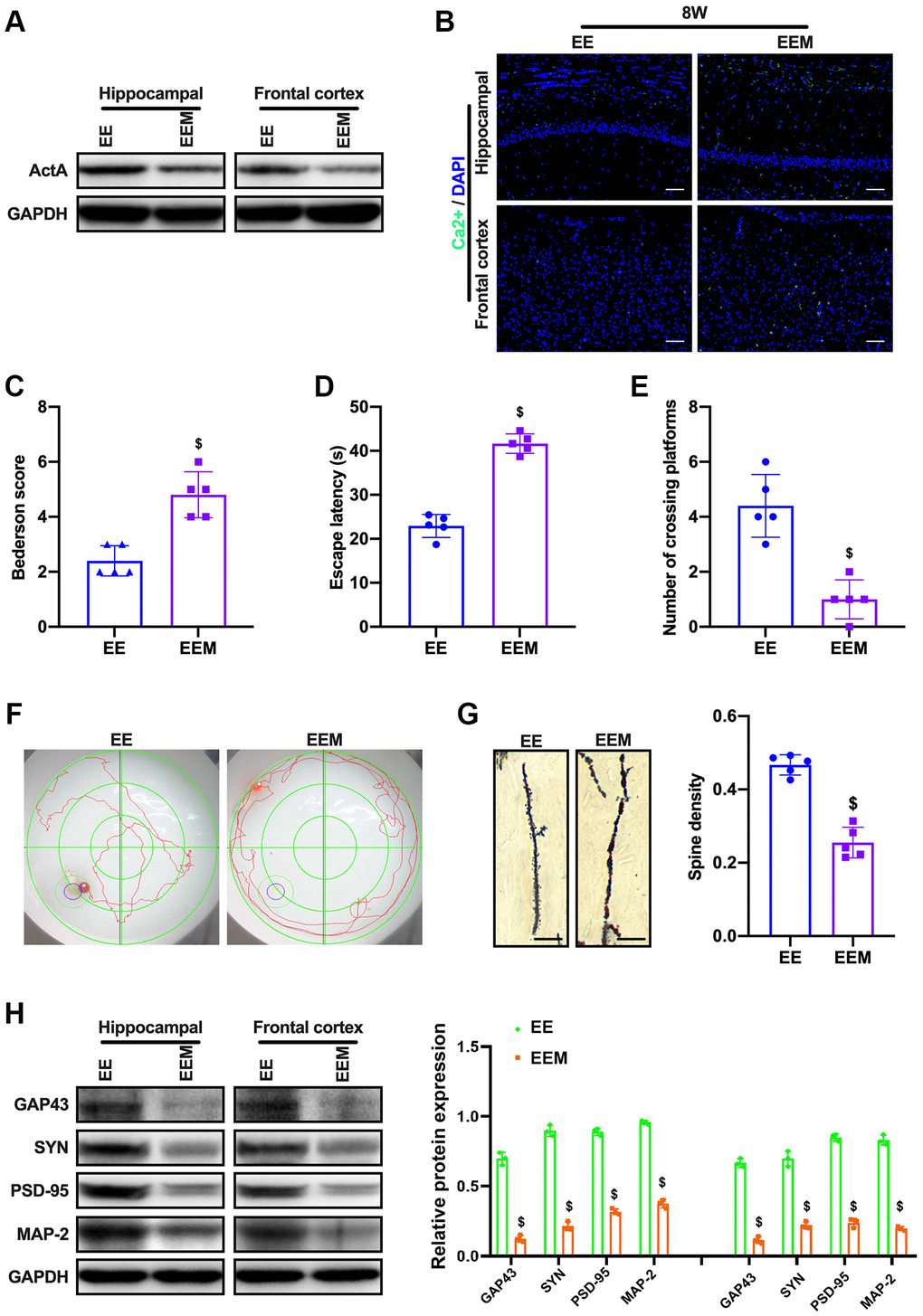 MK801 blocks the cognitive function of CCH rats in EE. (A) Immunofluorescence staining and Western blot were used to detect the expression of cognitive-related proteins and synaptic plasticity associated proteins. Neurological impairment was measured by the Bederson scoring method. Memory performance was measured in the Morris water maze test. Neuronal dendritic spines changes were detected by Golgi staining. Levels of ActA. (B, C) The content of Ca2+ in the cerebral cortex and hippocampus. Neurological deficit scores. (D–F) Morris water maze test. (G, H) Number and length of dendritic spines. Levels of GAP43, SYN, PSD-95, MAP-2. $p N = 5. *p #p $p 