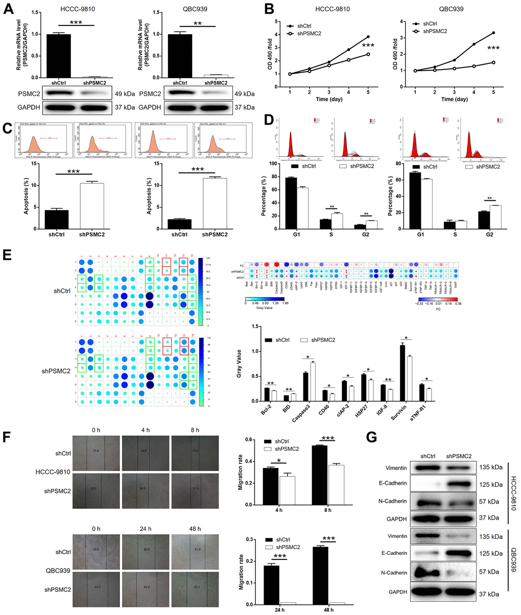 PSMC2 knockdown inhibited CCA development in vitro. (A) Cell models with or without PSMC2 knockdown were constructed by transfecting shPSMC2 or shCtrl. The knockdown efficiency of PSMC2 in HCCC-9810 and QBC939 cells was assessed by qPCR and western blotting. (B) MTT assay was employed to show the effects of PSMC2 on cell proliferation of HCCC-9810 and QBC939 cells. (C, D) Flow cytometry was performed to detect cell apoptosis (C) and cell cycle distribution (D) of HCCC-9810 and QBC939 cells with or without PSMC2 knockdown. (E) Human Apoptosis Antibody Array was utilized to analyze the regulatory ability of PSMC2 on expression of apoptosis-related proteins in HCCC-9810 cells. (F) Wound-healing assay was performed to distinguish cell migration of HCCC-9810 and QBC939 cells with or without PSMC2 knockdown. (G) WB was used to detect the expression of EMT related proteins in CCA cell models. The representative images were selected from at least 3 independent experiments. Data was shown as mean ± SD. *P P P 