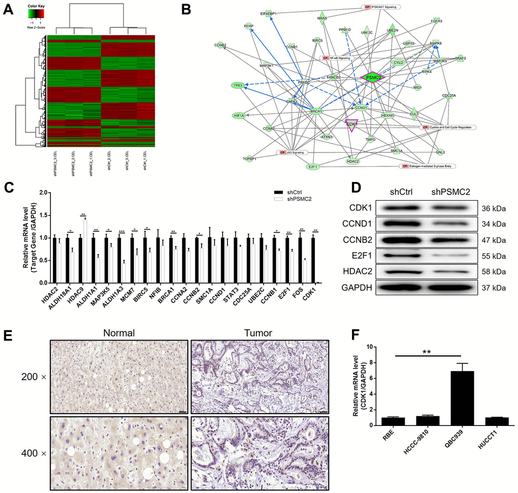 The exploration and verification of downstream underlying PSMC2 induced regulation of CCA. (A) A PrimeView Human Gene Expression Array was performed to identify the differentially expressed genes (DEGs) between shPSMC2 and shCtrl groups of HCCC-9810 cells. (B) A PSMC2-induced interaction network was established based on IPA analysis. qPCR (C) and western blotting (D) were used to detect the expression of several selected DEGs in HCCC-9810 cells with or without PSMC2 knockdown. (E) The expression of CDK1 in CCA tissues and normal tissues was evaluated by IHC analysis (scale bar = 50 μm in 200 magnification, scale bar = 20 μm in 400 magnification). (F) The mRNA expression of PSMC2 in CCA cell lines was detected by qPCR. The representative images were selected from at least 3 independent experiments. Data was shown as mean ± SD. *P P P 