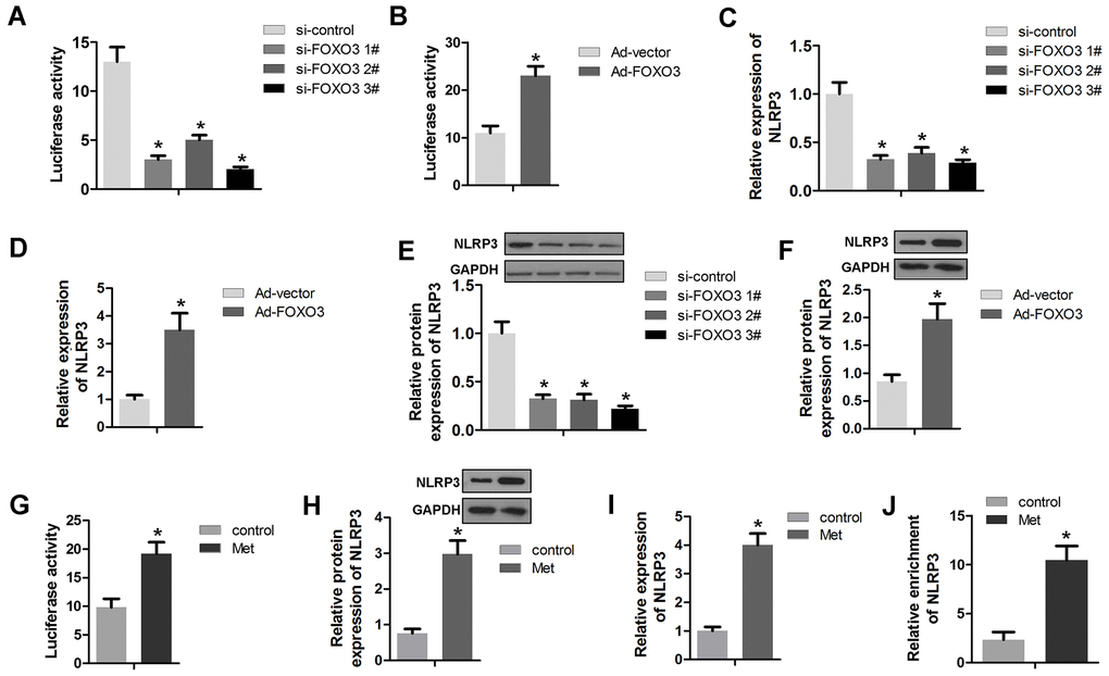 FOXO3 activates NLRP3 transcription. (A, B) A luciferase activity assay was used to determine whether FOXO3 activated NLRP3 transcription. (C, D) qPCR was used to evaluate the NLRP3 expression after transfection with si-FOXO3 plasmids or vectors overexpressing FOXO3. (E, F) Western blots were used to evaluate NLRP3 expression after transfection with si-FOXO3 plasmids or vectors overexpressing FOXO3. (G) A luciferase activity assay was used to evaluate the transcription activity of NLRP3 after Met treatment. (H) Western blot and (I) qPCR was performed to evaluate the expression of NLRP3 after Met treatment. (J) A ChIP assay detected the interaction between FOXO3 and NLRP3 after Met treatment. *P