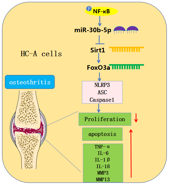 Graphical abstract. In OA chondrocytes, NF-κB-mediated miR-30b-5p activates NLRP3 inflammasomes by targeting and abating the SIRT1/FoxO3a expression, thereby aggravating joint pain and articular cartilage damage in OA patients.