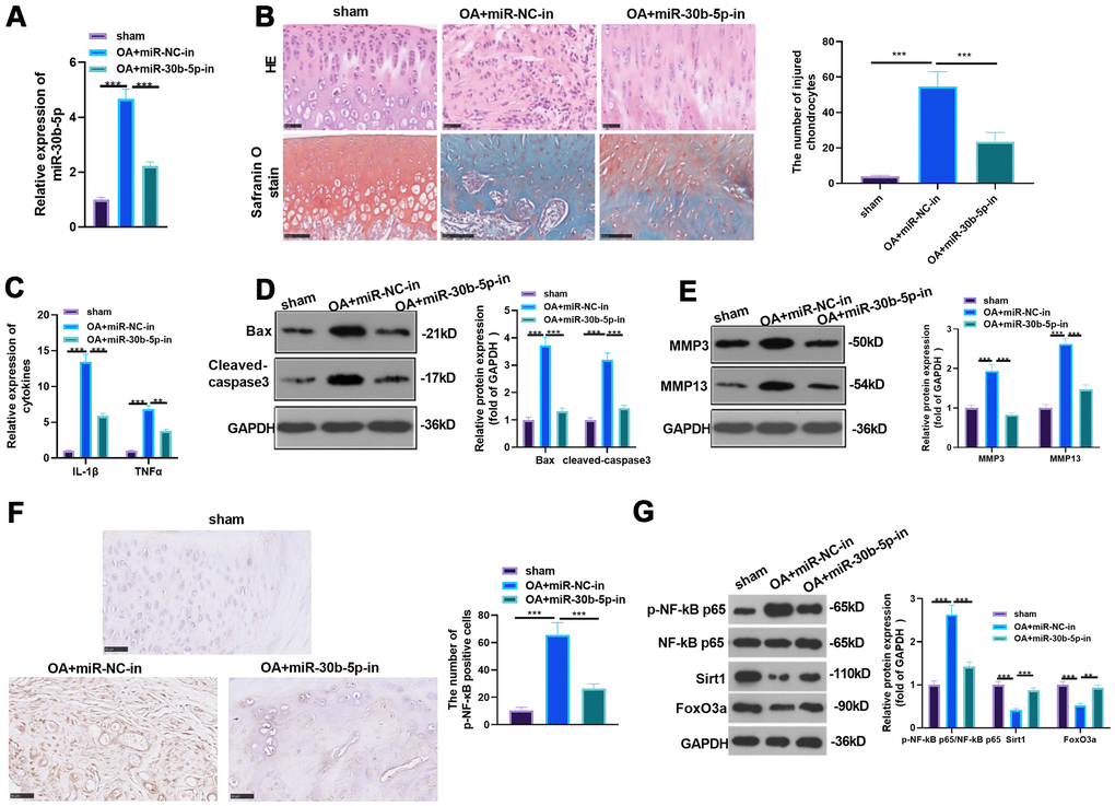 The influence of inhibiting miR-30b-5p on OA rats. miR-30b-5p inhibitors were added to the knee joint cavity of OA rats. (A) The miR-30b-5p profile was measured by RT-qPCR. (B) HE and Safranin O staining were used to observe the morphological differences in cartilage tissue, and the number of injured chondrocytes was counted. (C) The levels of IL-1β and TNF-α were compared by RT-qPCR. (D, E) WB was implemented to test the profiles of Bax, Cleaved-Caspase3, MMP3 and MMP13. (F) The level of NF-κB in the cartilage tissue was gauged by IHC. (G) Expression of NF-κB, SIRT1/FoxO3a in the cartilage tissue was compared by WB. **PP