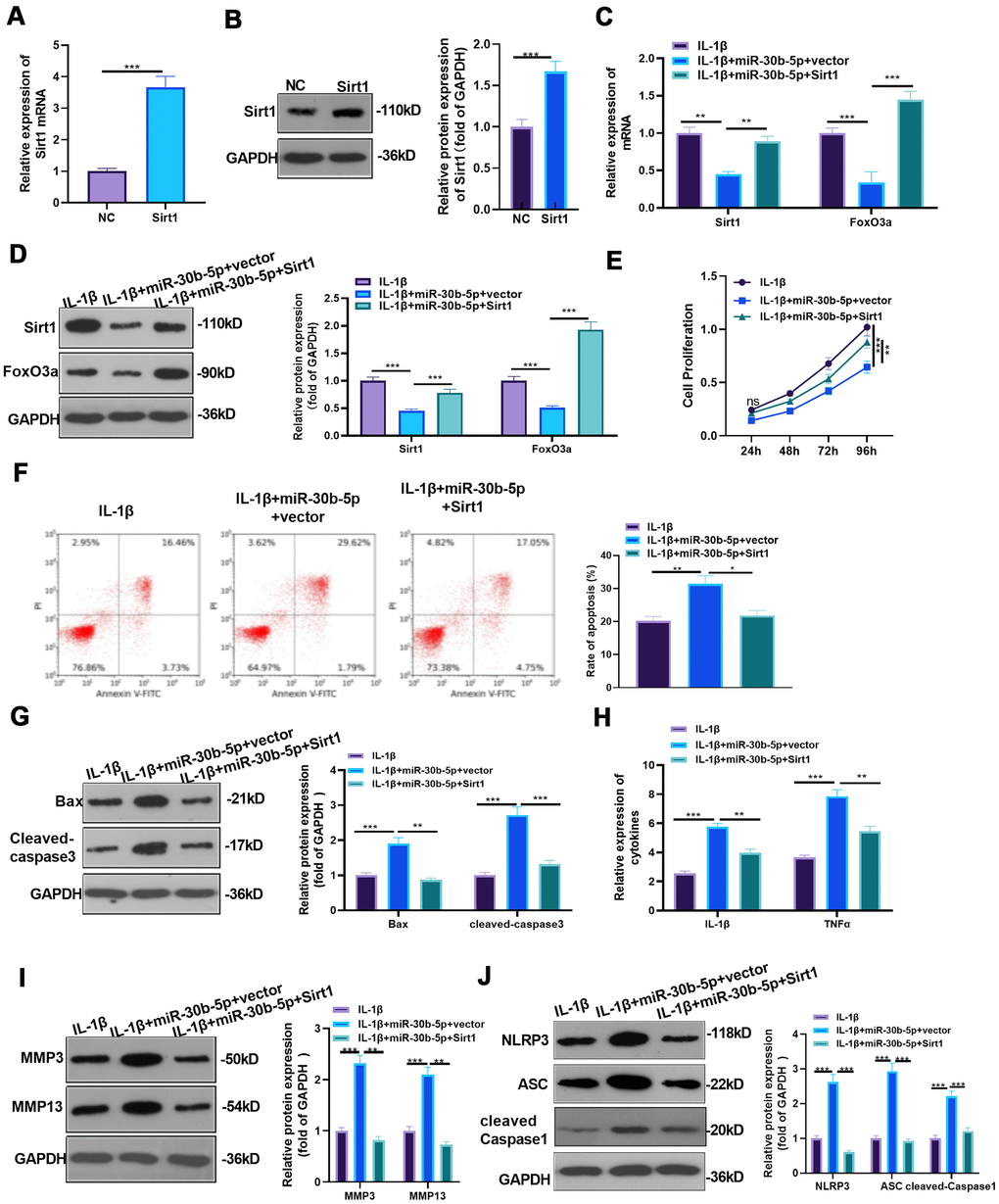 Overexpressing SIRT1 weakened the miR-30b-5p-mediated effect. (A, B) SIRT1 mimics were transfected into IL-1β-treated HC-A cells, and the transfection validity was verified by RT-qPCR and WB. (C, D) The expression of SIRT1 /FoxO3a in IL-1β-treated HC-A cells was assessed by RT-qPCR and WB. (E, F) CCK8 and flow cytometry monitored cell viability and apoptosis, respectively. (G) Profiles of Bax and Cleaved-Caspase3 were measured by WB. (H) RT-qPCR monitored the expression of IL-1β and TNF-α. (I, J) The profiles of MMP3, MMP13 and NLRP3-ASC- cleaved Caspase1 were verified by WB. NSP>0.05, *PPP