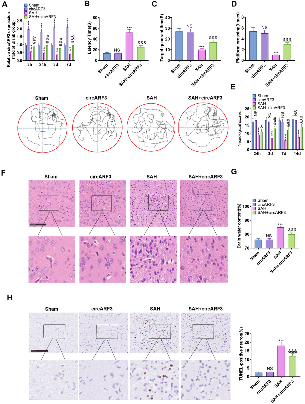 Overexpressing circARF3 attenuated nerve function injury and neuronal apoptosis in SAH rats. The circARF3 overexpression rat model was constructed using lentivirus-carried circARF3 vectors, and the SAH rat model was also constructed. (A) The circARF3 expression in rat brain tissues at different time points (3 hours, 24 hours, 3 days, and 7 days) was verified by RT-PCR. (B–D) On the 16th day of SAH, the water maze experiment was conducted to evaluate the learning and memory function of rats. (E) The modified Garcia score was applied to assess the motor function in rats. (F, G) Changes of cerebral edema were determined by HE staining (F) and wet/dry method (G). (H) TUNEL assay was implemented to detect the apoptosis rate of neurons in brain lesions. NS, ***P>0.05, PPP