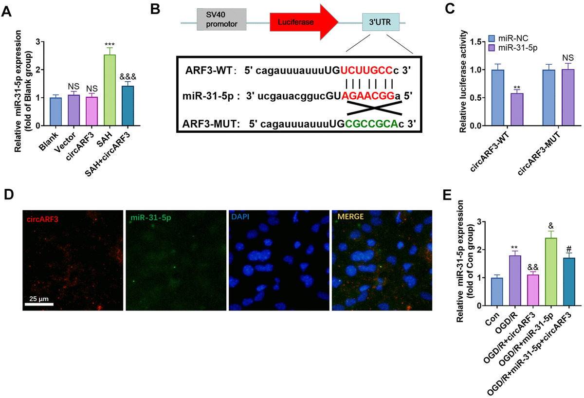 CircARF3 competitively sponged miR-31-5p. (A) The miR-31-5p expression in rat brain tissues was verified by RT-PCR, NS P>0.05 vs. Blank group, *** PPB) Through the Starbase, we also discovered that miR-31-5p bound to circARF3, and the binding sites between them were shown. (C) Dual-luciferase reporter gene assay was adopted to determine the binding relationship between miR-31-5p and circARF3, NSP>0.05, ** PD) The FISH experiment revealed that circARF3 bound to miR-31-5p in the cytoplasm. (E) CircARF3 overexpression plasmids and miR-31-5p mimics were transfected into BMECs, respectively, and the expression of miR-31-5p in BMECs was determined by RT-PCR. ** PPPP