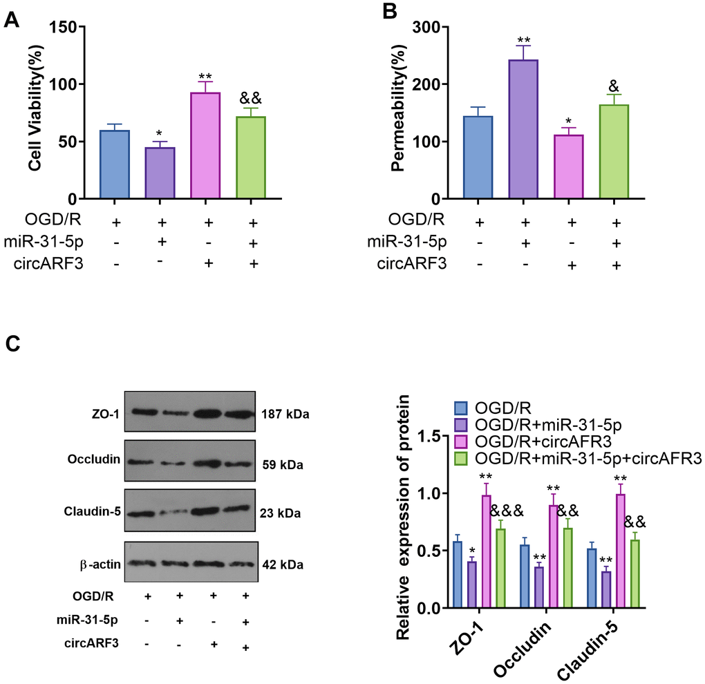 CircARF3 attenuated OGD/R-mediated integrity destruction of BMECs by sponging miR-31-5p. Primary BMECs were transfected with miR-31-5p mimics and/or circARF3 overexpression plasmids and then treated with OGD/R for 4 hours. (A) The activity of BMEC was detected by the CCK8 experiment. (B) The integrity of BMECs was evaluated by the permeability test. (C) The levels of ZO-1, Occludin and Claudin-5 were compared by WB. *, **PPPP