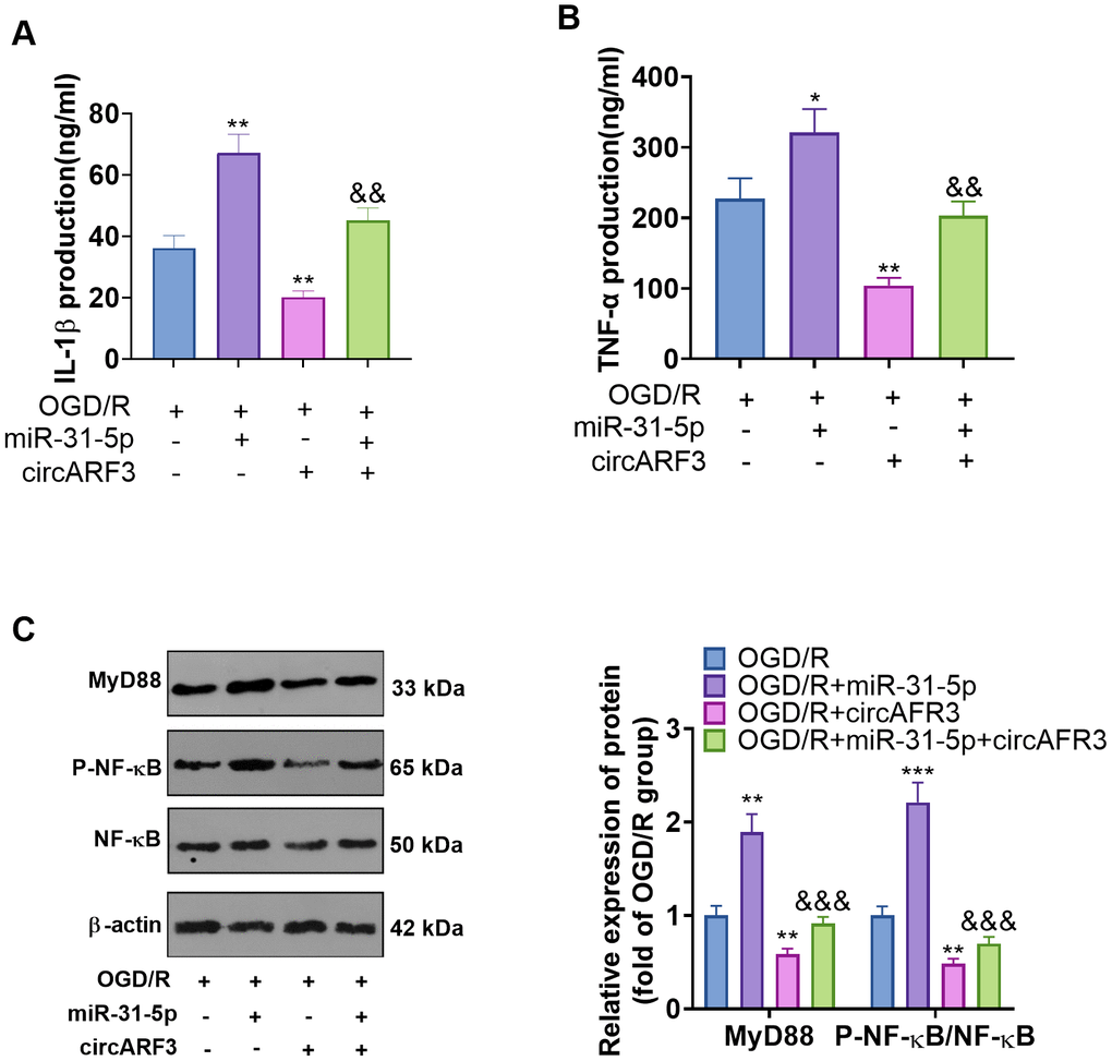 The role of circARF3/miR-31-5p axis on OGD/R-mediated microglial inflammation. (A, B) Primary microglia transfected with miR-31-5p mimics and/or circARF3 overexpression plasmids were treated with OGD/R for 4 hours. The levels of IL-1â and TNF-á in the medium supernatant were determined by ELISA. (C) The MyD88-NF-êB pathway activation in microglia was tested by WB. *, **P