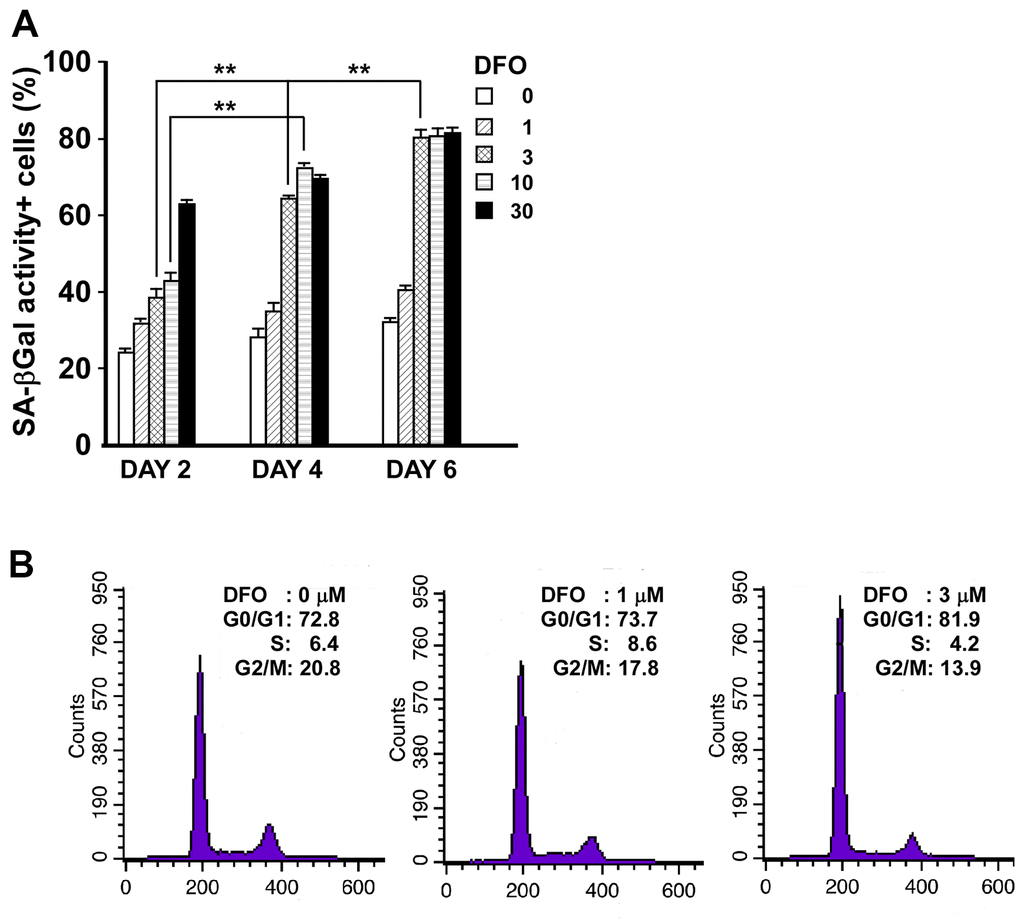 Short-duration, low-dose DFO treatment is sufficient to induce EPC senescence and cell cycle arrest. (A) DFO increased the percentage of SA-βGal activity-positive cells in a dose- and time-dependent manner. Late EPCs were treated with the indicated concentration (μM) of DFO for two, four or six days. Cells were fixed, stained with X-gal and quantified. ** P B) DFO increased the proportion of cells remaining in the G0 and G1 phases. The representative cell cycle analysis demonstrates that when different concentrations (0, 1 and 3 μM) of DFO were applied to the same clone of EPCs, there were graded increases in the percentages of cells from the same passage in G0 and G1 arrest, along with reduced percentages of cells in G2 and M phase. The experiment was repeated with three different clones of EPCs with similar results.