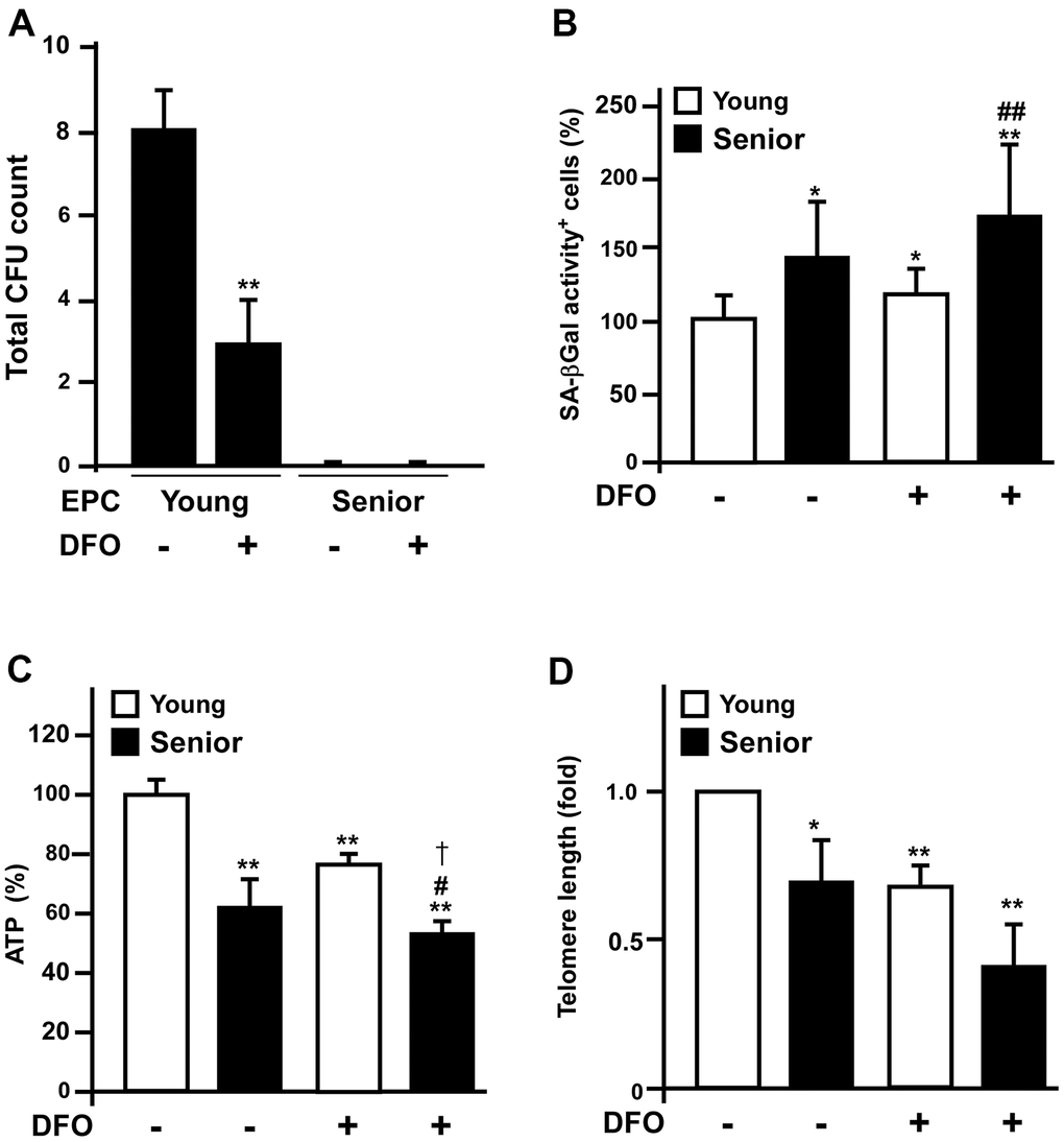 Deferoxamine-treated early EPCs from young donors mimic the senescent phenotypes of those from old donors. (A) Early EPCs were isolated from young ( 70 year-old) donors for colony formation assays. Early EPCs were incubated with or without deferoxamine DFO (3 μM) in a seven-day culture process. (B–D) Young and old EPCs of the same clone were treated with DFO (3 μM) for four days and then assessed for SA-βGal activity, ATP production and telomere length. * P 