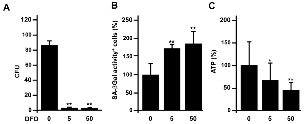 DFO accelerates rat early EPC senescence in vivo. (A–C) Three-month-old Sprague-Dawley rats were intraperitoneally injected with the indicated dose (mg/kg/day) of DFO for four weeks. Early EPCs were harvested for assessments of colony formation, SA-βGal activity and ATP production. * P 