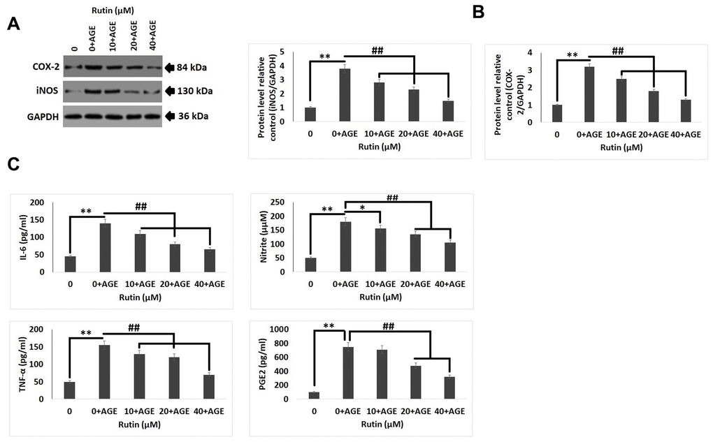 Rutin ameliorates AGE-induced inflammatory reaction in chondrocytes. (A, B) Western blot analysis for expression levels of COX-2 and iNOS in chondrocytes exposed AGE and various concentrations of Rutin. (C) Effect of treatment of Rutin on levels of IL-6, Nitrite, TNF-α and PGE2 at various concentrations. The results are mean ± SD. **P