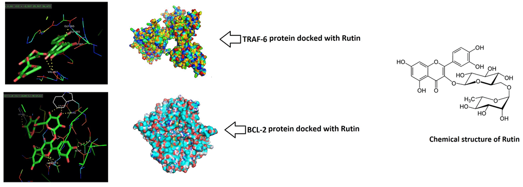 Rutin showed potential binding with TRAF-6 and BCL-2 proteins. Docking study was done and the surface solid pose showed potential binding of Rutin with TRAF-6 and BCL-2. The Ligand (Rutin) was majorly encapsulated in both the protein structures.