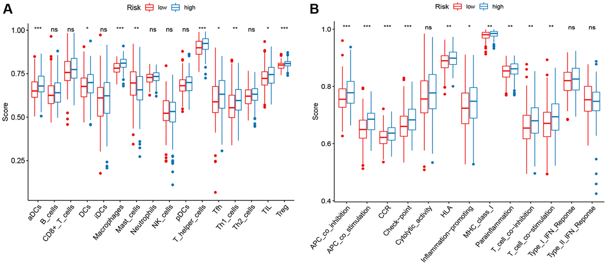 ssGSEA scores in high-risk and low-risk patients in the TCGA set. The scores of 16 immune cells (A) and 13 immune-related functions (B) are displayed in boxplots.