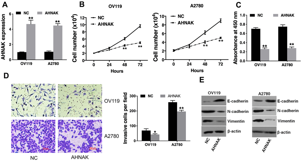 Elevated AHNAK content represses ovarian cancer cell proliferation along with infiltration in vitro. (A) qRT-PCR illustrated that AHNAK was successfully overexpressed. (B) Cell proliferation analysis was performed. Cell numbers were evaluated at 24 h, 48 h, and at 72 h after incubation by Coulter Counter (Beckman Coulter, USA). (C) CCK-8 assay was performed. (D) Transwell assays were performed (left), after which infiltrating cells were quantified by the Image J software (right). (E) Western blotting assessment of the levels of indicated epithelial and mesenchymal markers. Data are presented as the mean ± SD for n=3, *p p 