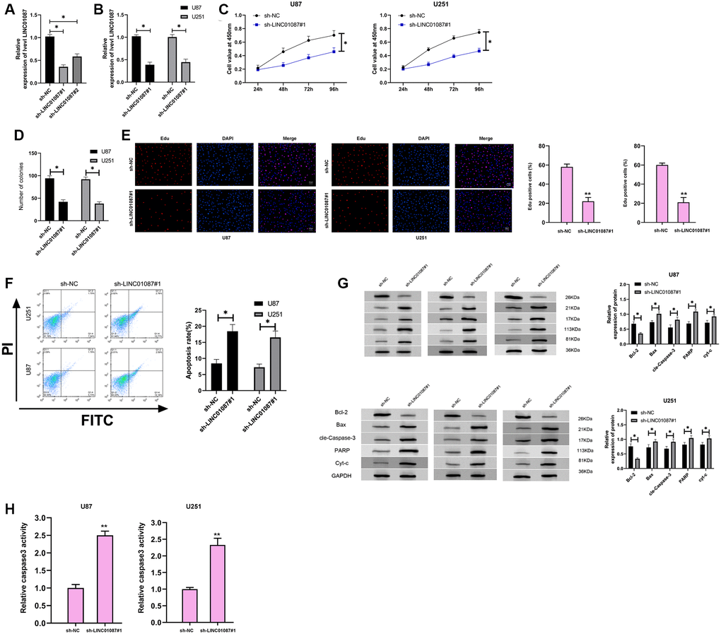 Down-regulating LINC01087 can inhibit the proliferation of glioma cells and induce apoptosis. (A) The relative expression of LINC01087 in the constructed sh-LINC01087 plasmid was tested by qRT-PCR. (B) The relative expression in glioma cells transfected with sh-LINC01087#1 was detected by qRT-PCR. (C) Viability of glioma cells transfected with sh-LINC01087#1 was measured by CCK-8 test. (D) Colony-formation ability changes of glioma cells transfected with sh-LINC01087#1 were tested by clone experiment. (E) Proliferation of glioma cells transfected with sh-LINC01087#1 was analyzed by Edu assay. (F) The apoptosis rate of glioma cells transfected with sh-LINC01087#1 was detected by flow cytometry. (G) The changes of apoptosis-related proteins in glioma cells transfected with sh-LINC01087#1 were analyzed by WB. (H) The relative caspase-3 activity was measured by the caspase-3 activity kit. (*P 