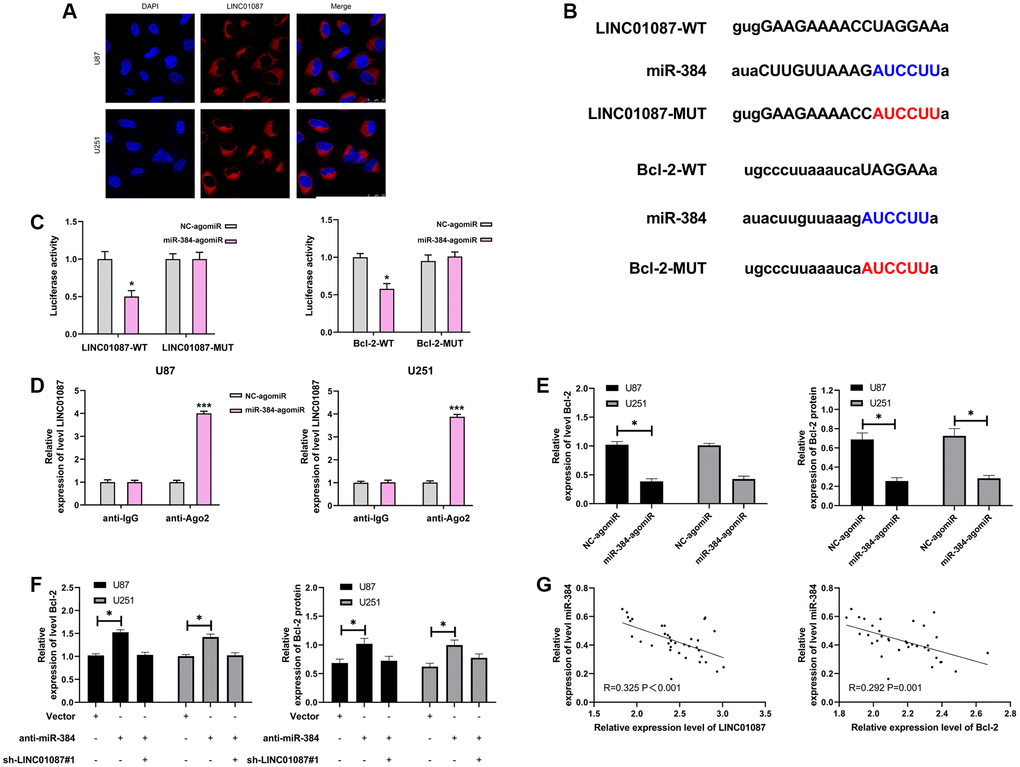 LINC01087 regulates miR-384 to take part in the proliferation and apoptosis of glioma. (A) Fluorescence in situ hybridization determined the distribution of LINC01087 in glioma cells. (B) Targeted binding and mutation sites of miR-384, LINC01087 and Bcl-2. (C) The effect of miR-384-agomiR on fluorescence activity of LINC01087-WT and Bcl-2-WT was tested by dual luciferase report. (D) miR-384 was identified in LINC01087 complex. (E) The relative expression changes of Bcl-2 mRNA and protein in glioma cells after transfection of miR-384-agomiR were tested by qRT-PCR and WB test. (F) The relative expression changes of Bcl-2 mRNA and protein in glioma cells after co-transfection of sh-LINC01087#1 and anti-miR-384 were tested by qRT-PCR and WB test. (G) The correlation between miR-384 and LINC01087, Bcl-2 in glioma patients was analyzed by Pearson test. (*P ***P 
