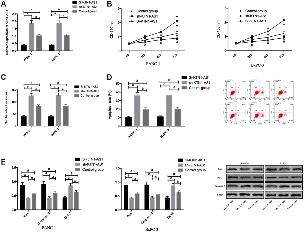Effects of KTN1-AS1 on PC cells. (A) Expression of KTN1-AS1 in PC cells after transfection. (B) Effects of KTN1-AS1 on the proliferation of PC cells. (C) Effects of KTN1-AS1 on the invasion of PC cells. (D) Effects of KTN1-AS1 on the apoptosis rate of PC cells. (E) Effects of KTN1-AS1 on the apoptosis-related proteins of PC cells. a indicates P 