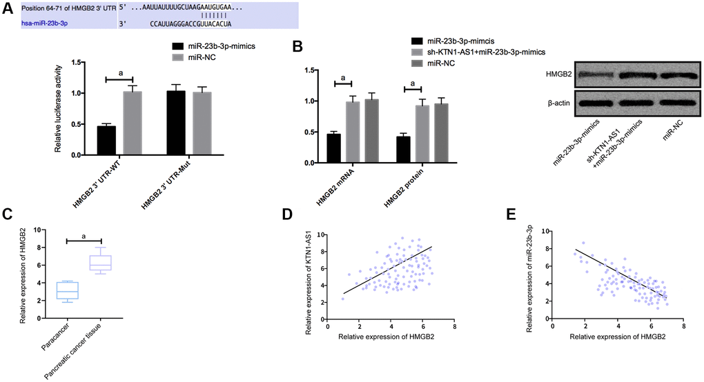 KTN1-AS1 competitively bound to miR-23b-3p to up-regulate the expression of HMGB2. (A) DLR assay. (B) Effects of KTN1-AS1 and miR-23b-3p on HMGB2 protein expression. (C) HMGB2 expression in PC tissue. (D) Correlation analysis between HMGB2 and KTN1-AS1. (E) Correlation analysis between HMGB2 and miR-23b-3p. a indicates P 