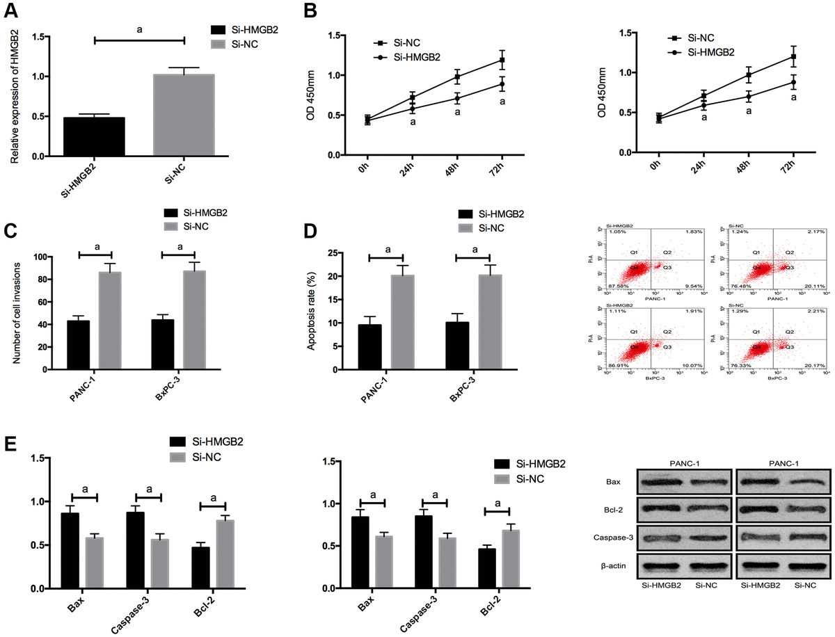 Effects of HMGB2 on PC cells. (A) HMGB2 expression in PC cells after transfection. (B) Effects of HMGB2 on proliferation of PC cells. (C) Effects of HMGB2 on invasion of PC cells. (D) Effects of HMGB2 on apoptosis rate of PC cells. (E) Effects of HMGB2 on apoptosis-related proteins in PC cells. a indicates P 