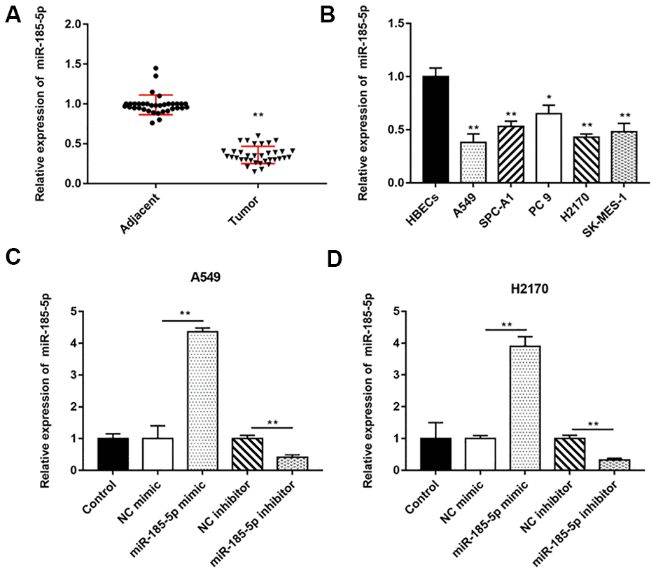 MiR-185-5p is downregulated in NSCLC tissues and cell lines. The NSCLC tissues and tissues larger than 5 cm around the tumor were collected (N=70, 35 tumor tissues and 35 adjacent tissues). (A) RT-qPCR was used to detect the relative expression of miR-185-5p in tumor tissues and adjacent tissues, and the results showed that miR-185-5p was downregulated in NSCLC tissues. (B) Relative expression of miR-185-5p in NSCLC cell lines (A549, SPC-A1, PC 9, H2170 and SK-MES-1 cells) and normal bronchial epithelial cell line (HBECs) were detected by RT-qPCR assay, and the results showed that miR-185-5p was downregulated in NSCLC cell lines. The miR-185-5p mimic, miR-185-5p inhibitor and their negative control were transfected into A549 cells and H2170 cells, respectively. (C, D) Relative expression of miR-185-5p in A549 cells and H2170 cells was analyzed by RT-qPCR. N=6, * PP