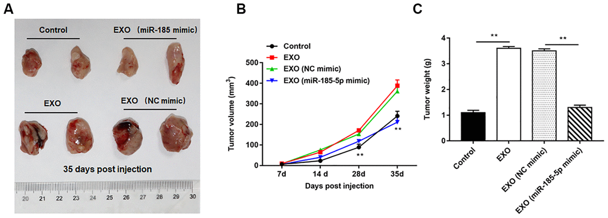 Exosomes from A549 cells overexpressing miR-185-5p inhibit NSCLC progression in vivo. Sixty-four nude mice were intraperitoneally injected with A549 cells, and then randomly divided into control group (normal saline), EXO group (A549 cell-derived exosomes), NC mimic group (exosomes derived from A549 cells transfected with NC mimic) and miR-185-5p mimic group (exosomes derived from A549 cells transfected with miR-185-5p mimic), with 4 nude mice in each group by intraperitoneal injection. On the days 7, 14, 28 and 35 after injection, three mice were sacrificed in each group, and tumor tissues were taken to determine the tumor volume and weight. (A) Representative tumor images at day 35 post injection. (B) Tumor volume. (C) Tumor weight. We found that injection of exosomes derived from A549 cells transfected with miR-185-5p mimic reduced tumor weight and volume in nude mice. N=4 for each group. **p