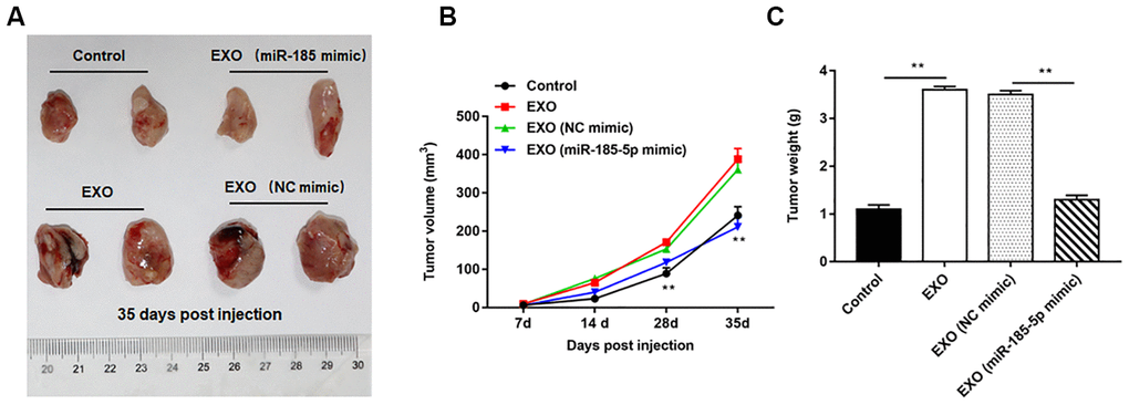 Exosomes from A549 cells overexpressing miR-185-5p inhibit NSCLC progression in vivo. Sixty-four nude mice were intraperitoneally injected with A549 cells, and then randomly divided into control group (normal saline), EXO group (A549 cell-derived exosomes), NC mimic group (exosomes derived from A549 cells transfected with NC mimic) and miR-185-5p mimic group (exosomes derived from A549 cells transfected with miR-185-5p mimic), with 4 nude mice in each group by intraperitoneal injection. On the days 7, 14, 28 and 35 after injection, three mice were sacrificed in each group, and tumor tissues were taken to determine the tumor volume and weight. (A) Representative tumor images at day 35 post injection. (B) Tumor volume. (C) Tumor weight. We found that injection of exosomes derived from A549 cells transfected with miR-185-5p mimic reduced tumor weight and volume in nude mice. N=4 for each group. **p