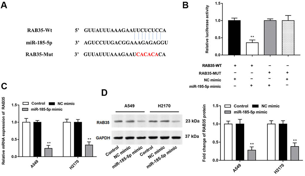 MiR-185-5p directly targets 3'UTR of RAB35. (A) StarBase 3.0 (http://starbase.sysu.edu.cn/) was used to predict the target genes of miR-185-5p, and we found that miR-185-5p binds to RAB35 mRNA 3'UTR. (B) The relative luciferase activity was tested with wild-type and mutant-type RAB35, respectively. (C, D) The miR-185-5p mimic and NC mimic were transfected into A549 cells and H2170 cells, respectively. The mRNA and protein expression of RAB35 in A549 and H2170 cells was analyzed by RT-qPCR and Western blotting, and the results showed that miR-185-5p mimic inhibited mRNA and protein expression of RAB35. β-actin was used as an invariant internal control for calculating protein-fold changes. N=6, ** P