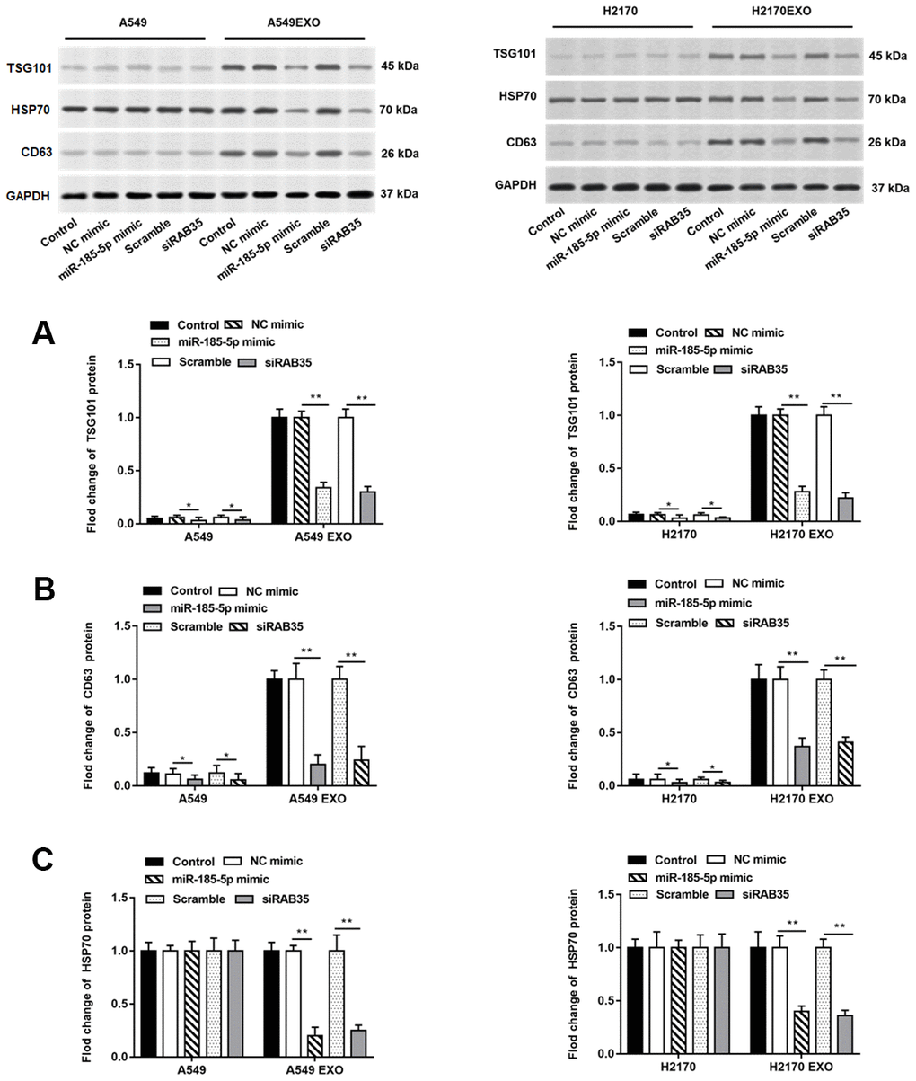Knockdown of RAB35 reduces the number of exosomes from tumor cells and inhibits its function. The miR-185-5p mimic, RAB35 siRNA and their negative control were transfected into A549 and H2170 cells, respectively. Next, the cell culture medium was collected after 48 hours and extracted exosomes. (A–C) Western blotting was used to detect the relative protein expression of TSG101, CD63 and HSP70 in A549 cells, H2170 cells and their secreted exosomes, and the results suggested that exosomes isolated from A549 and H2170 cells transfected with miR-185-5p mimic and siRAB35 had lower protein expression of TSG101, CD63 and HSP70. β-actin was used as an invariant internal control for calculating protein-fold changes. N=6, ** P