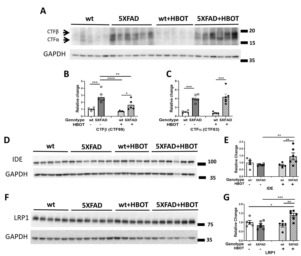 HBOT reduces abnormal processing of APP and attenuates Aβ degradation and clearance in 5XFAD mice. (A) Representative immunoblot assays of the carboxyl-terminal fragment (CTF)β and CTFα. (B, C) Quantification of western blots in (A), presented as percentages of wt control, normalized to GAPDH levels (n = 5–6/group). (D–G) Representative immunoblot assays of IDE protein (D) and LRP1 in (F). (E, G) Quantification of western blots in (D, F), respectively, presented as percentages of wt controls, normalized to GAPDH levels (n = 5-6/group). Two-way ANOVA and post-hoc Fisher LSD tests were performed. Values represent means ± SEM. * P PP P 