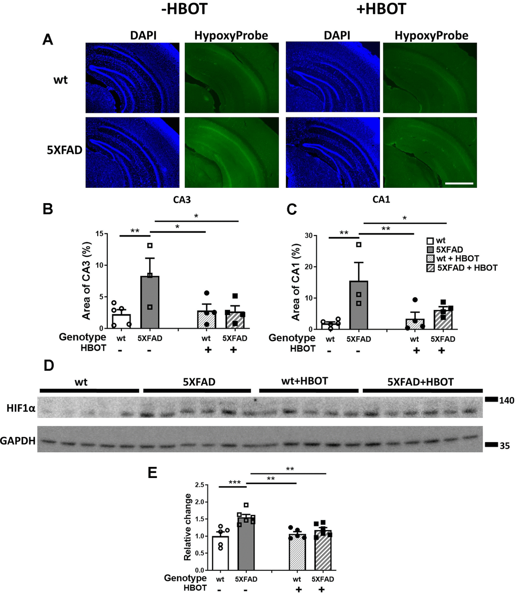 HBOT reduces hypoxia and HIF1α transcription factor levels in the hippocampal area of 6-month old 5XFAD mice. (A) Uptake of Hypoxyprobe by low oxygen-bearing cells was visualized by immunostaining. Representative images of the presence of hypoxia in the hippocampal field of HBO-treated wt (n=4, right upper panel) and 5XFAD mice (n=4, right lower panel), and control wt (n=5, left upper panel) and 5XFAD mice (n=3, left lower panel); x4 magnification, scale bar: 1000 μm. (B, C) Quantification of the percentage of the CA3 (B) and CA1 (C) areas presenting Hypoxyprobe-related fluorescence. (D) Western blots of HIF-1α from hippocampi extracted from HBO-treated and control 5XFAD mice and wt littermates. (E) Quantification of Western blots in (D), presented as percentage of wt control, normalized to GAPDH levels (n = 4–5/group). Two-way ANOVA and post-hoc Fisher LSD tests were performed. Values represent means ± SEM. *P P P 