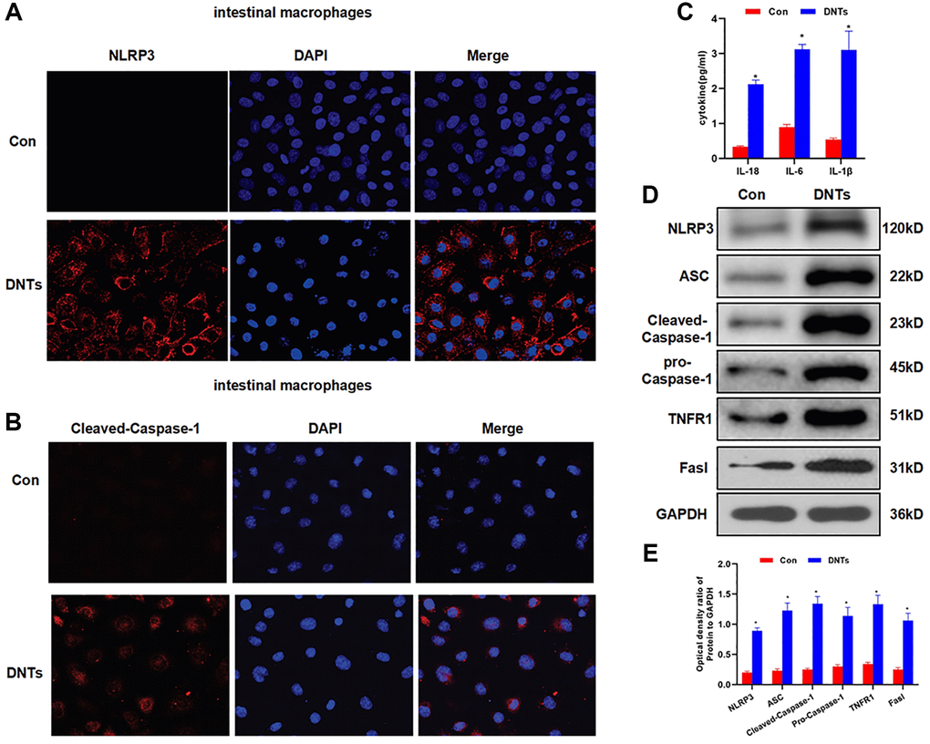 DNTs promoted NLRP3 inflammasome activation and inflammatory response in intestinal macrophages. (A–B) Detection of the expression of NLRP3 and Caspase-1 by IF staining (n = 3): NLRP3 and Caspase-1 was not expressed in the Con group, and the expression level was up-regulated after co-culture with DNTs. (C) Effect of DNTs on macrophage activation and the expression of inflammatory factors (x¯ ± s, n = 3): the level of inflammatory factors in the Con group was low. Comparison with Con group, *P D–E) Effect of NLRP3 inflammasome and related protein expression (x¯ ± s, n = 3): DNTs co-culture significantly activated the expression of NLRP3 inflammasome related proteins, comparison with the Con group, *P 