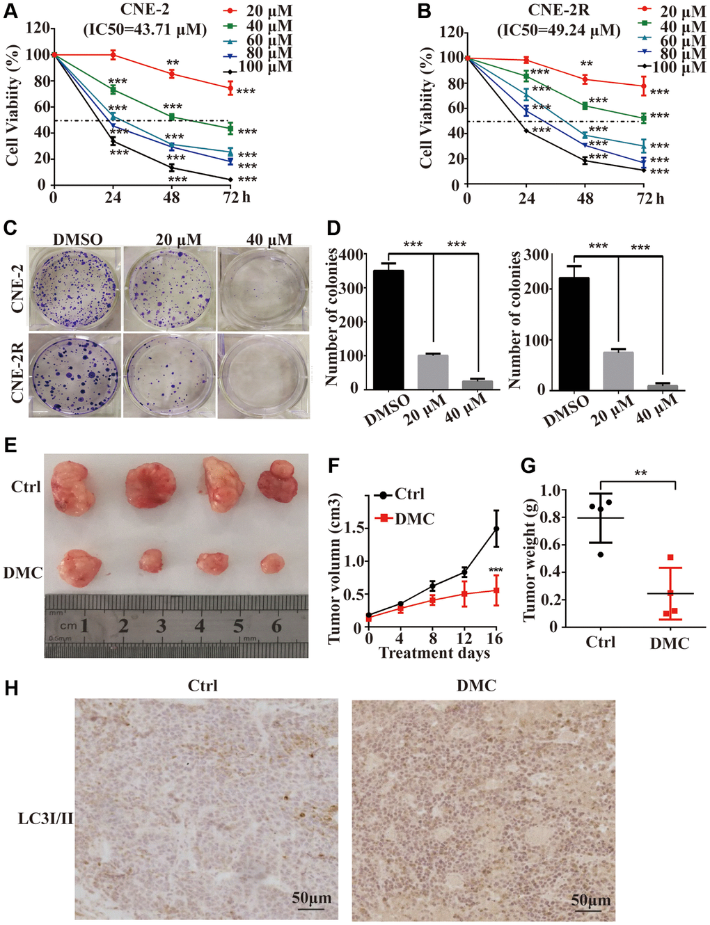 DMC inhibited the proliferation of NPC both in vitro and in vivo. (A, B) CNE-2 and CNE-2R cells were incubated with 0-100 μM of DMC or 0.1% DMSO for 24 h -72 h, and cells viability was then quantified by the MTT assay. (C, D) The ability of single CNE-2 and CNE-2R cell to form clones after treating with 0.1% DMSO, 20 μM, or 40 μM DMC assessed by colony formation assay. (E) Representative images of BALB/c-nude xenografts from nude mice following the injections of CNE-2 cells in control or DMC group. (F) Tumor volumes of xenografts in nude mice for each group was recorded every 4 days after DMC treatment. (G) The tumors were removed and the tumor weight for each group was recorded after all mice were killed. (H) Tumor specimens were analyzed by immunohistochemical staining with LC3-II antibodies. **P **P ***P 