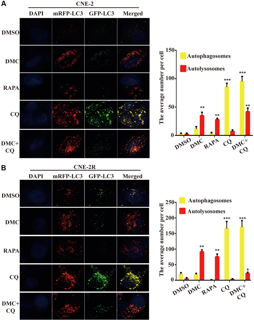 DMC induced autophagic flux in NPC cells. (A) Fluorescence photographs of CNE-2 and (B) CNE-2R cells transfected with mRFP-GFP-LC3B reporter. Cells were treated with 0.1% DMSO, 20 μM DMC, 10 μM RAPA, 20 μM CQ or DMC+CQ for 4 h. CQ-treated cells were used as positive controls. Nuclei were stained with DAPI. Scale bar: 10 μm. Average numbers of autophagosomes (yellow puncta) and autolysosomes (red puncta) per cell, and over 30 cells were counted in each condition. (n = 3; **P ***P 